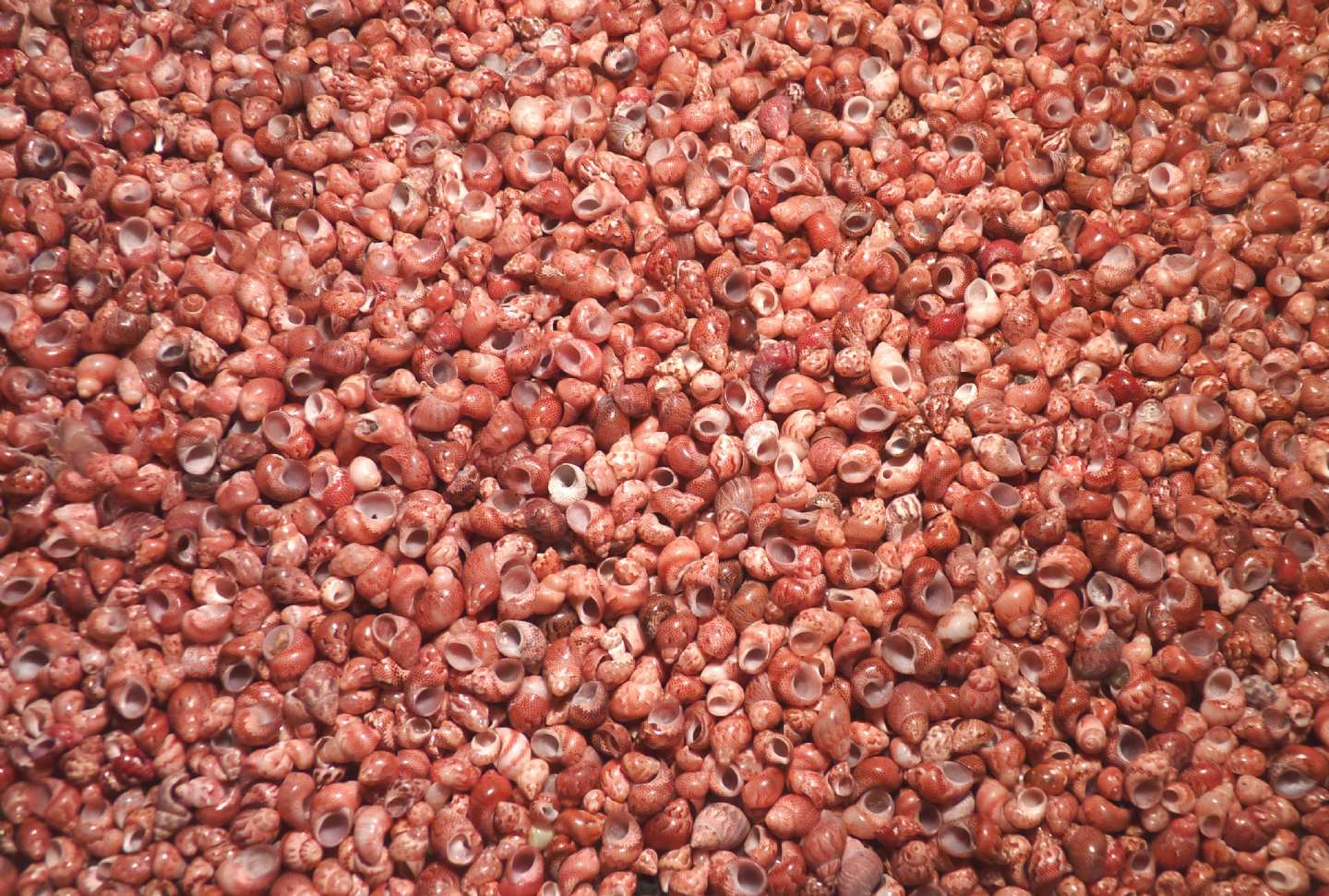 Phasianellidae Tricolie meravigliose.